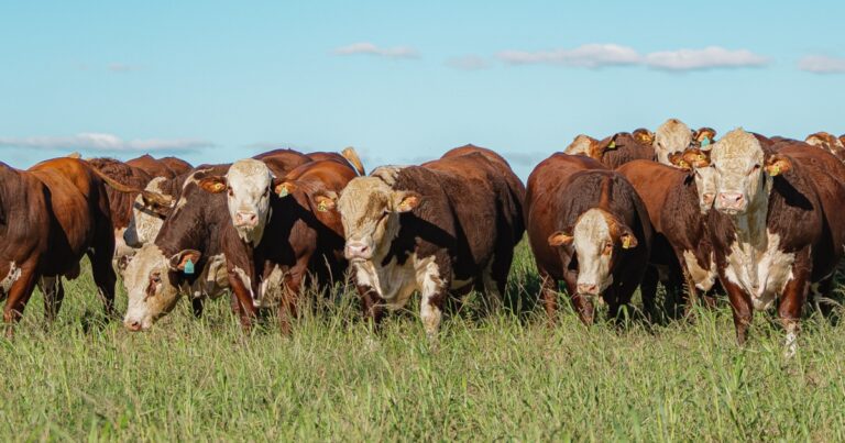 Associação cria selo para identificar excelência genética em bovinos Hereford e Braford