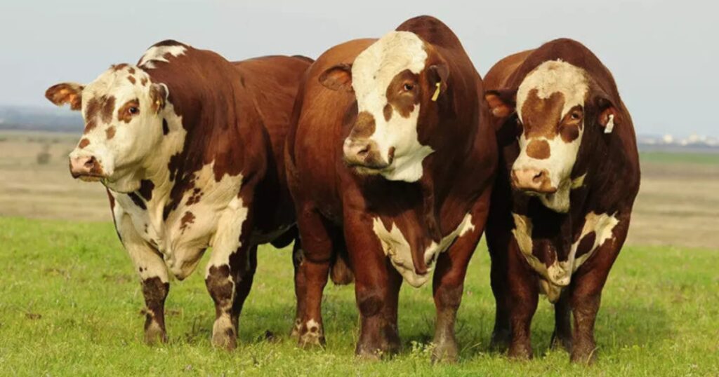 melhoramento genético bovino