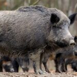 Biosseguridade e controle de javalis ganham força como pilares da sustentabilidade na produção animal