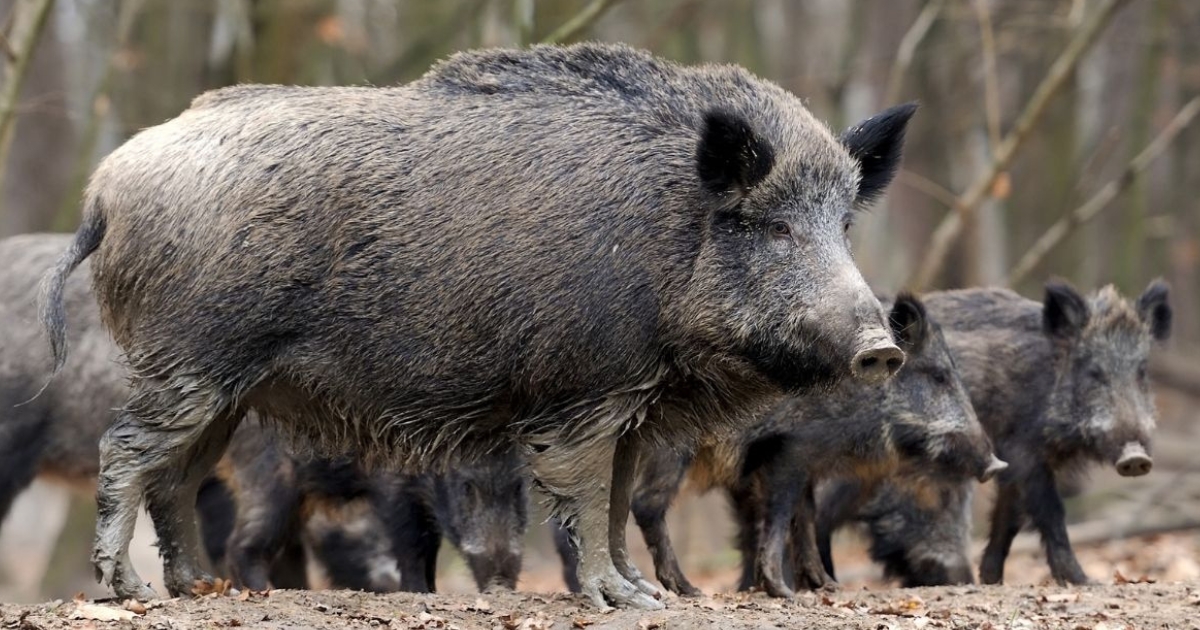 biosseguridade na produção animal