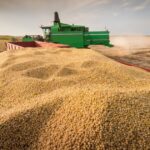 Safra de milho 2025/26 do Brasil deve atingir 140,3 milhões de toneladas, projeta consultoria