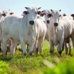 Quando o preço do boi sobe, os erros também aparecem