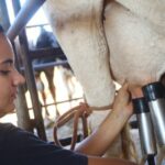 Políticas públicas impulsionam produção de leite e fortalecem renda no campo em São Paulo