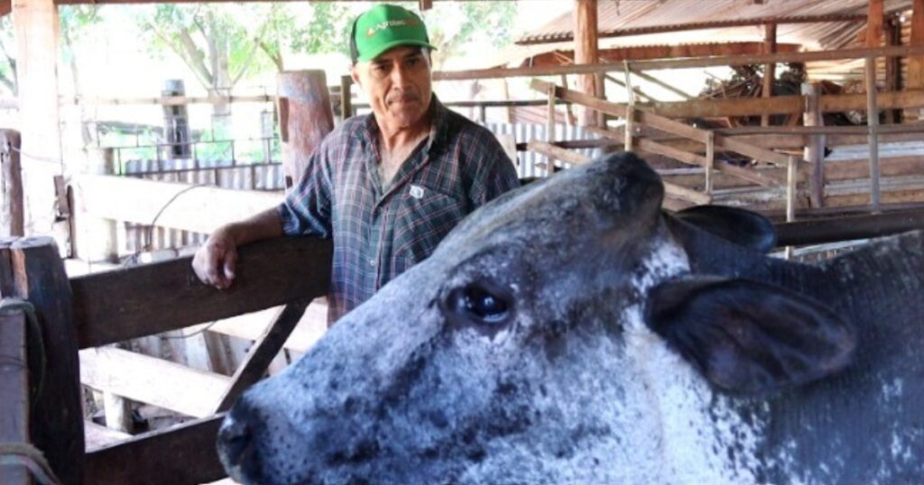 produção de leite SP
