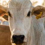 Rastreabilidade, integridade e inclusão: o novo passaporte da pecuária no acordo Mercosul-UE