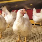 Bem-estar animal ganha protagonismo na avicultura e entra no centro do debate técnico