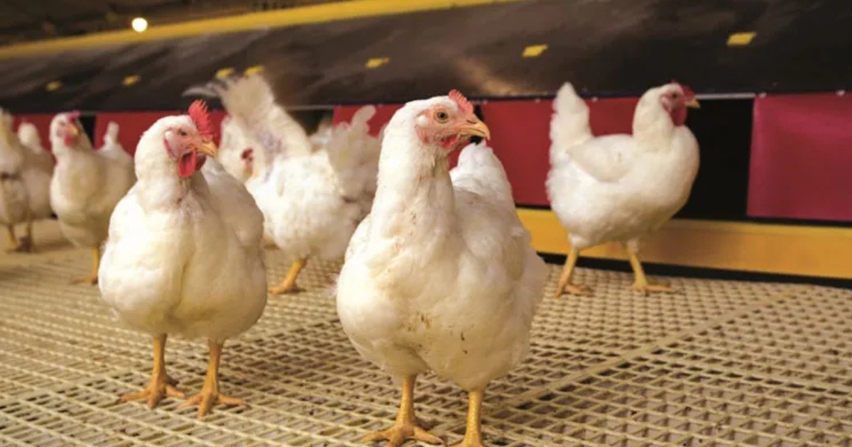 bem-estar animal avicultura