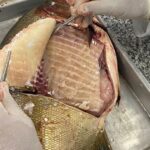 Estudo identifica Salmonella em pisciculturas do Centro-Oeste e acende alerta sanitário