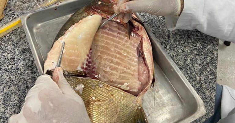 Estudo identifica Salmonella em pisciculturas do Centro-Oeste e acende alerta sanitário