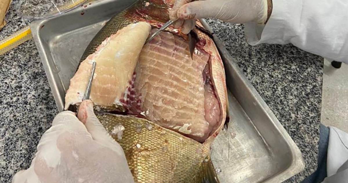 Salmonella piscicultura
