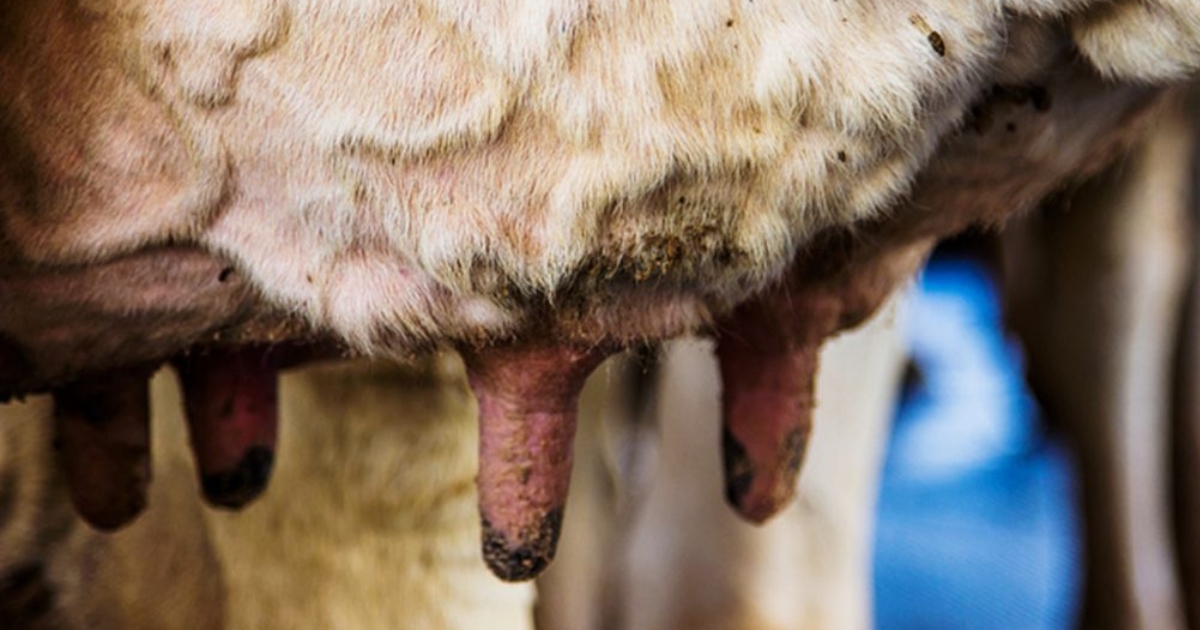 mastite bovina