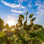 Soja regenerativa ganha espaço e reposiciona Brasil no debate climático global