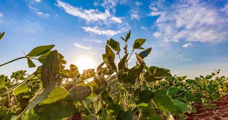Soja regenerativa ganha espaço e reposiciona Brasil no debate climático global