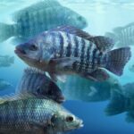 Piscicultura brasileira supera 1 milhão de toneladas e amplia atenção à sanidade