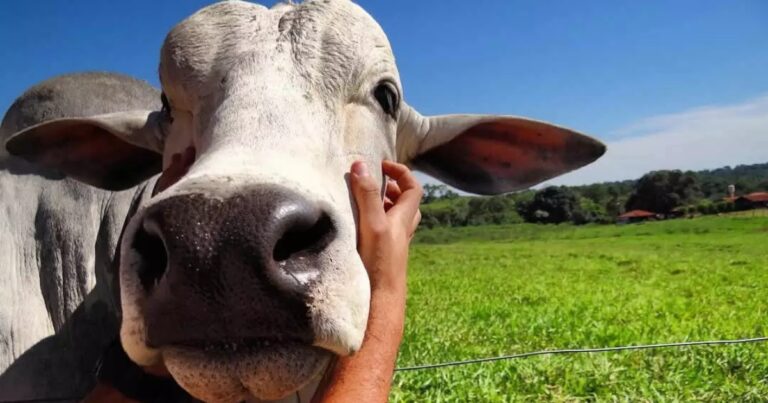 Sustentabilidade e bem-estar animal influenciam decisão de compra de carne no Brasil