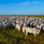 Reinserção de produtores rurais para a requalificação na cadeia da carne bovina: escala, sustentabilidade e competitividade