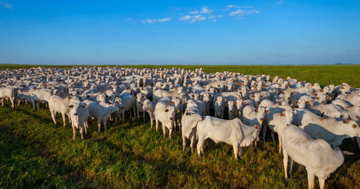 cadeia da carne bovina