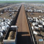 Estudo aponta ganho de desempenho com estratégias de bem-estar nutricional no confinamento