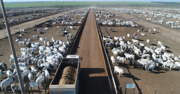 Estudo aponta ganho de desempenho com estratégias de bem-estar nutricional no confinamento