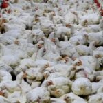Chile autosuspende exportações avícolas após foco de influenza aviária em granja comercial