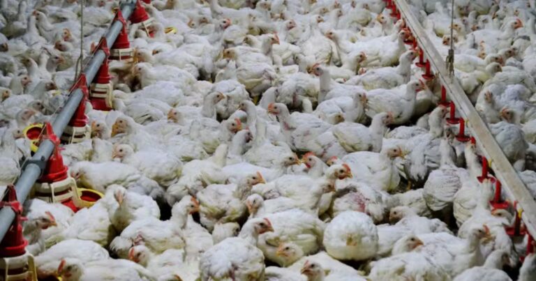Chile autosuspende exportações avícolas após foco de influenza aviária em granja comercial