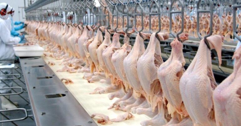 Conflito traz incerteza, mas exportações de frango mantêm ritmo recorde