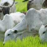 O papel da revisão dos pastos (recorrida) na pecuária de corte