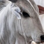 Exportações sustentam preços do boi gordo no início de 2026, aponta Rabobank