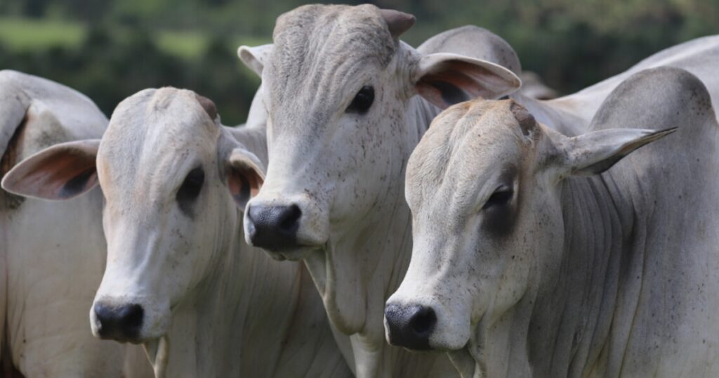 genética bovina MS