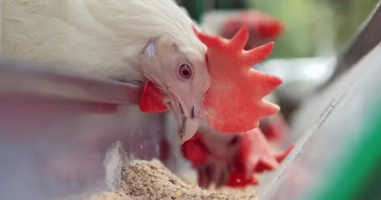 Diversificação de insumos ganha espaço na avicultura diante da alta nos custos de ração