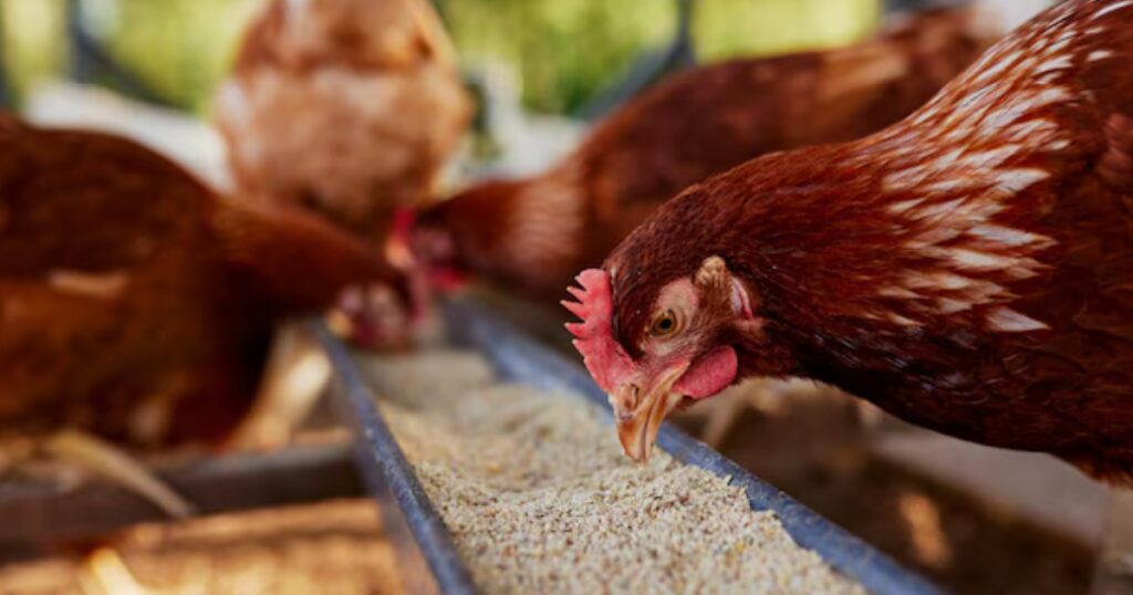 nutrição de aves