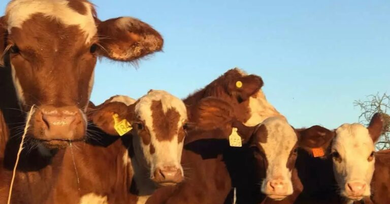Alta na demanda por terneiros sustenta preços e pode impactar oferta de carne bovina