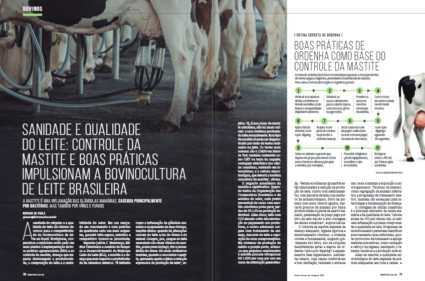mastite bovina