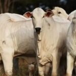 Alta do boi gordo pressiona margens e leva frigoríficos a reduzir produção