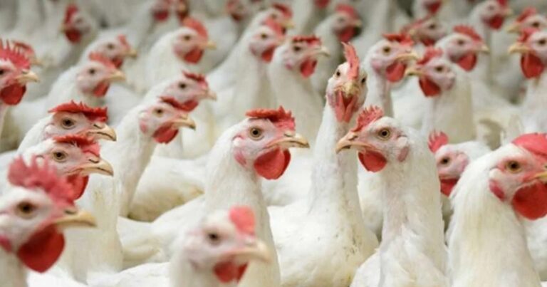 Alta nos fretes interrompe queda do frango no fim de março