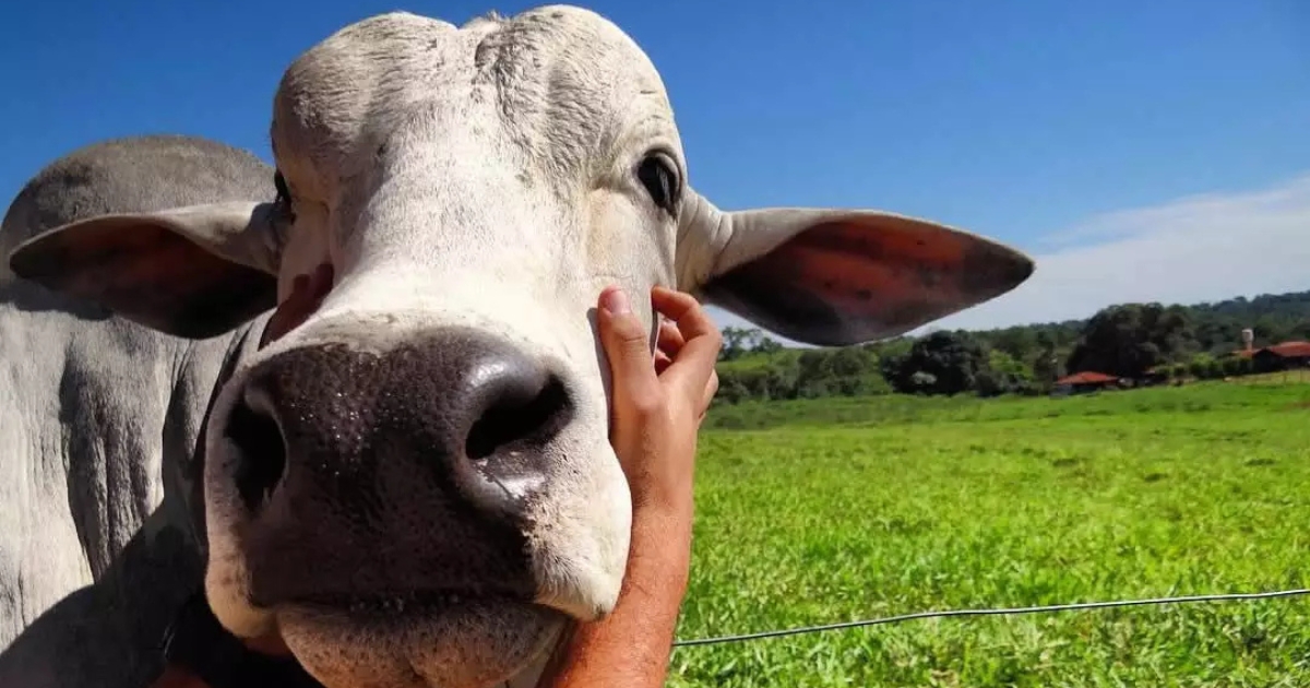bem-estar animal