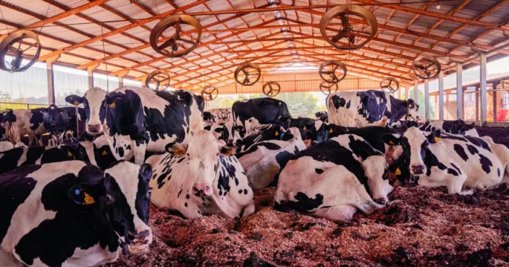 bem-estar animal