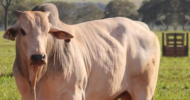 Boi gordo avança em março com oferta restrita e demanda externa aquecida