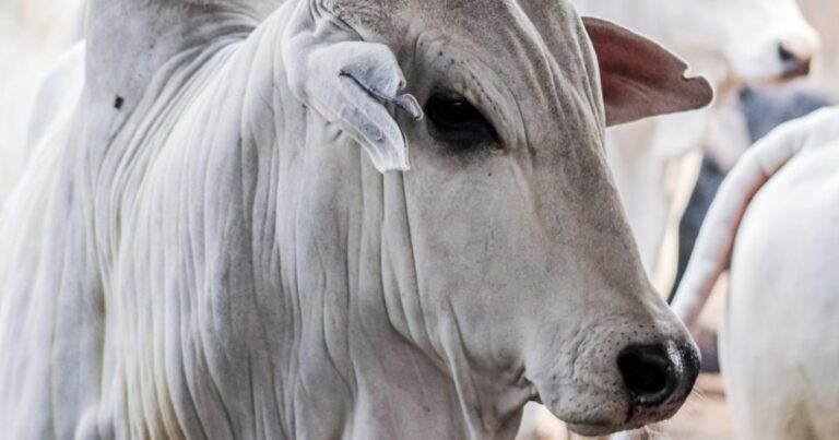 Boi gordo se valoriza mais que vaca e amplia diferença de preços em 2026