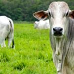 Pantanal sediará 6º Fórum da Pecuária Sustentável com foco em inovação, rastreabilidade e transição verde