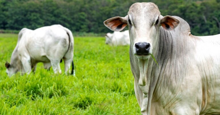 Alta da arroba melhora poder de compra do pecuarista e fortalece relação de troca