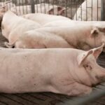 Bolsa paulista define suíno vivo a R$ 106/@ e mantém relação estável com milho