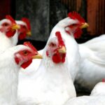 Campanha de biosseguridade amplia alcance no RS e reforça prevenção na avicultura