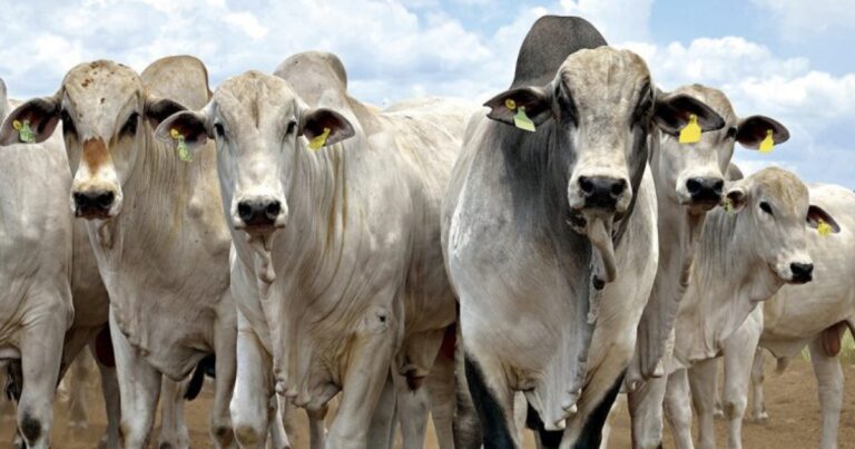Carne bovina atinge preço recorde no atacado com alta de quase 45% em dois anos