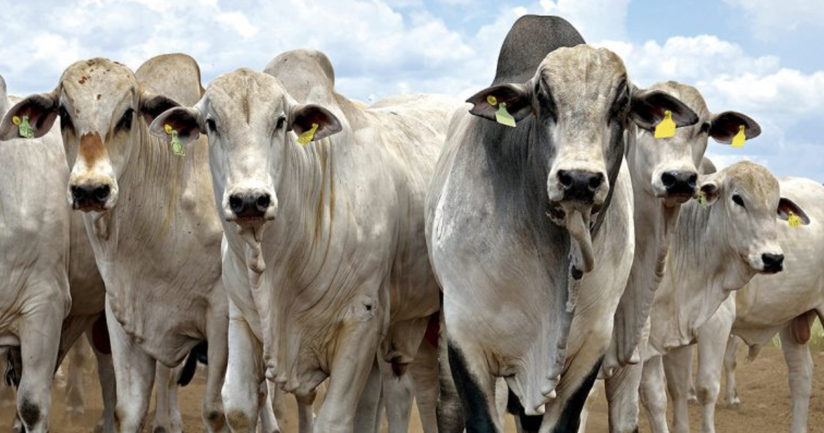 preço da carne bovina