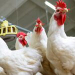 Casos de gripe aviária permanecem baixos na Península Ibérica