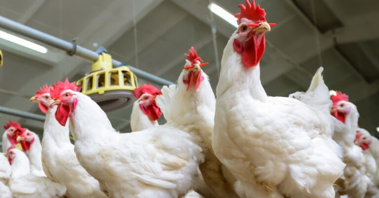Casos de gripe aviária permanecem baixos na Península Ibérica
