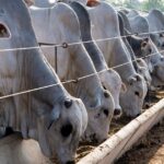 Exportações de carne bovina crescem em março e registram melhor resultado do ano