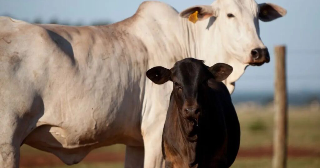 desmama bovina