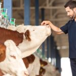Dia Mundial da Medicina Veterinária: sanidade e segurança sustentam a cadeia de proteína animal